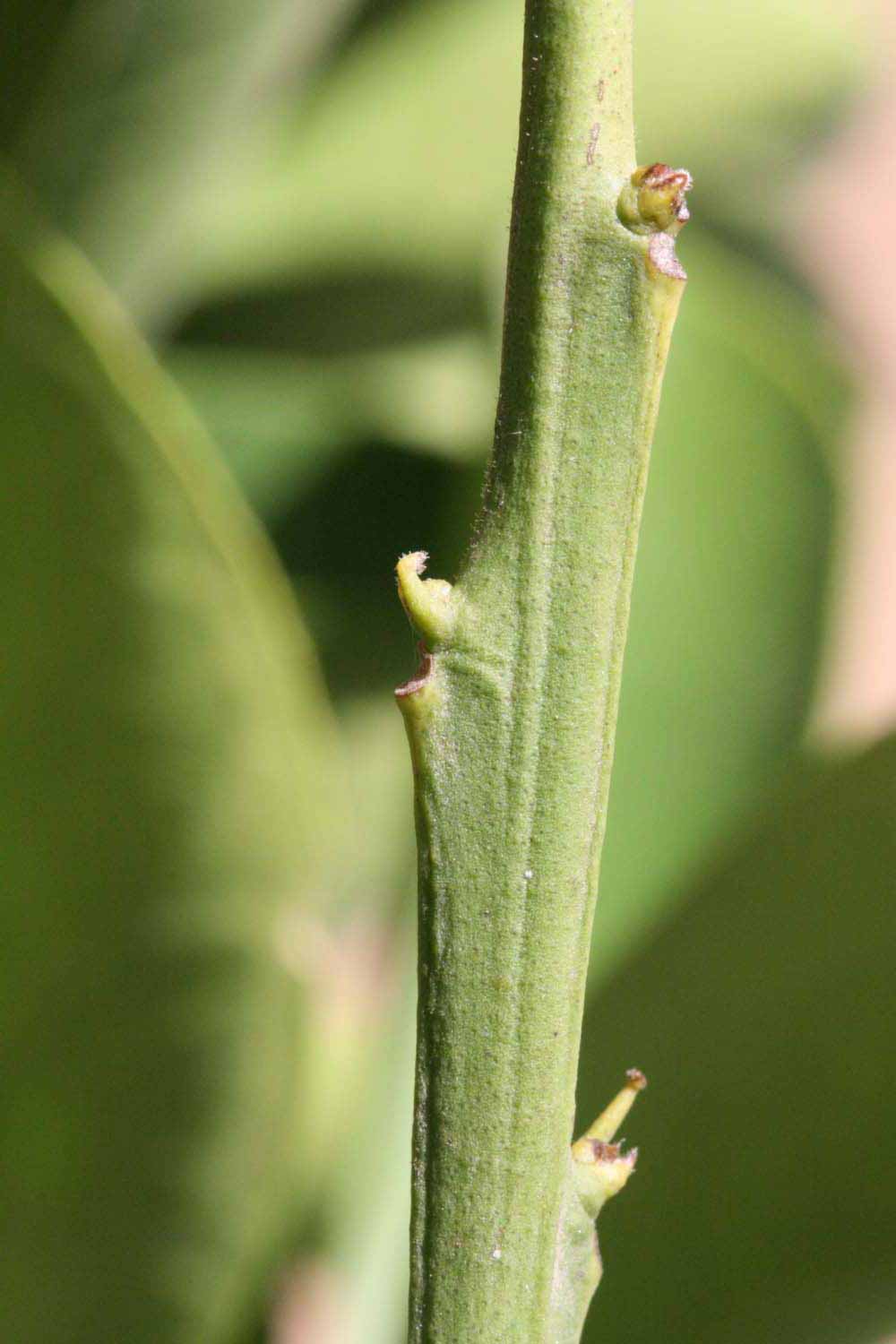            First year twig (Riverside, CA)   